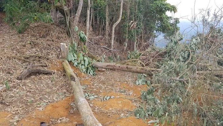 Chuva com vento forte derruba árvore e mata dois trabalhadores