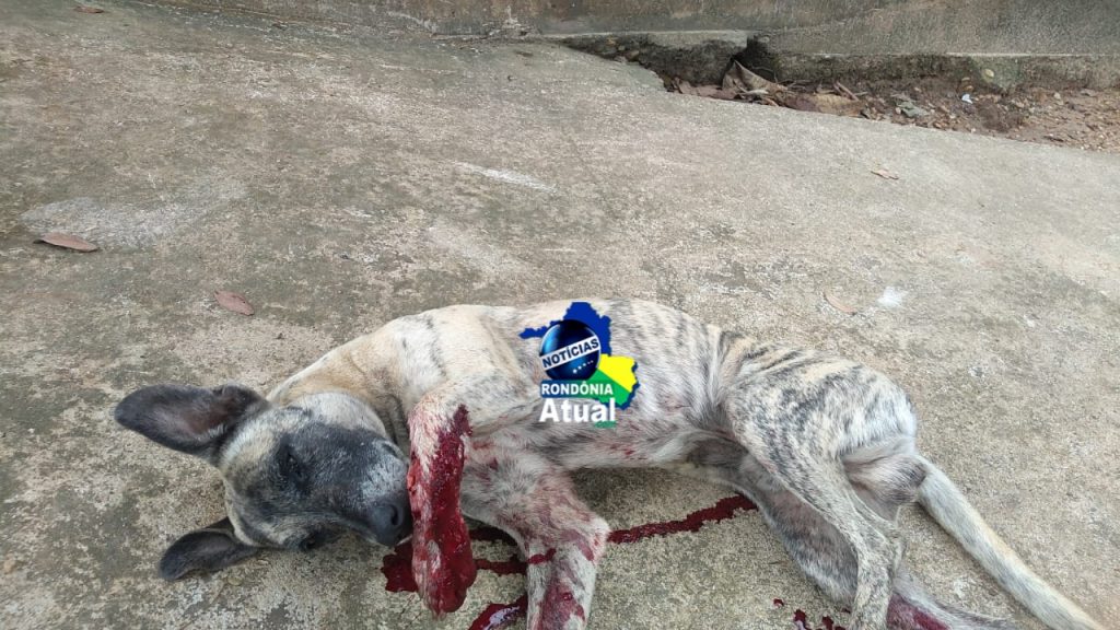Homem atira em cachorro que queria cruzar com cadela no interior de Rondônia 