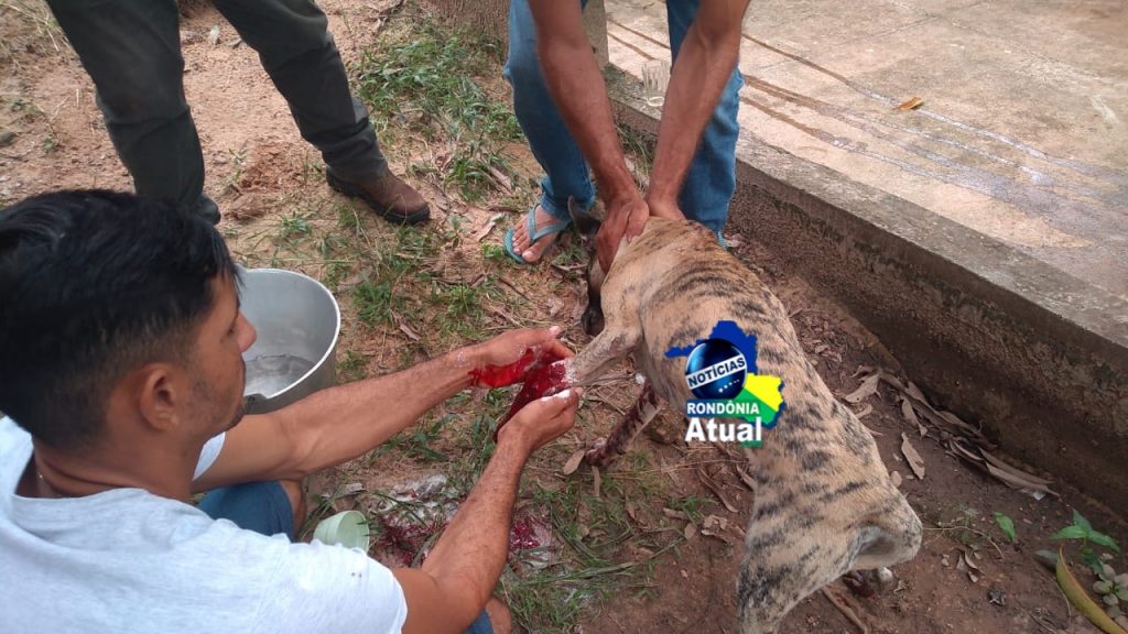 Homem atira em cachorro que queria cruzar com cadela no interior de Rondônia 
