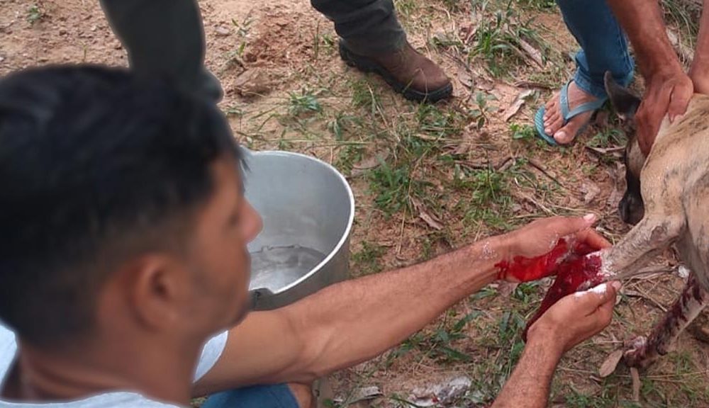 Homem atira em cachorro que queria cruzar com cadela no interior de Rondônia