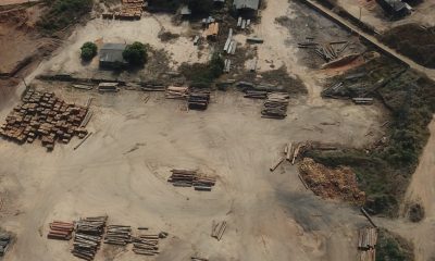 PF realiza operação contra comercialização de madeira ilegal de terra indígena em Rondônia