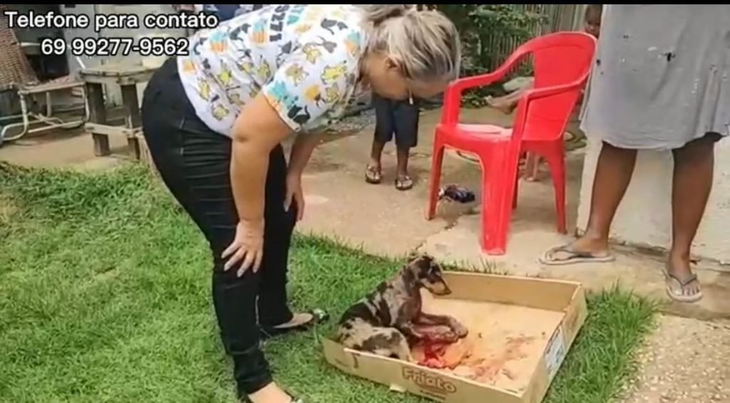 A70B997E-0DCE-4ACD-B916-CC36CBEA3552-1024x566 Vereadora Márcia Socorristas resgata cachorrinha atropelada no Orgulho do Madeira