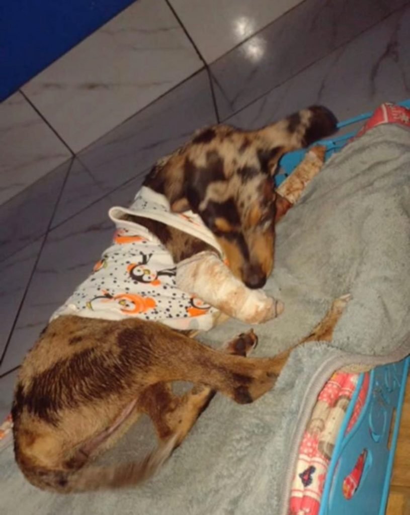 C978CA05-EDCD-4BF5-BE0C-DB9E81BBF55B-815x1024 Vereadora Márcia Socorristas resgata cachorrinha atropelada no Orgulho do Madeira